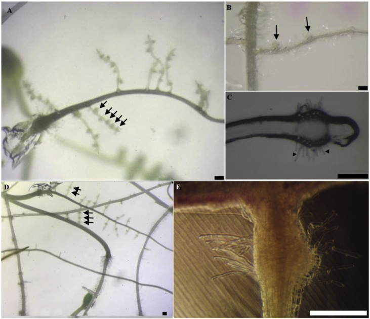 Fig. 1