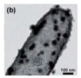 graphic file with name nanomaterials-14-01190-i035.jpg