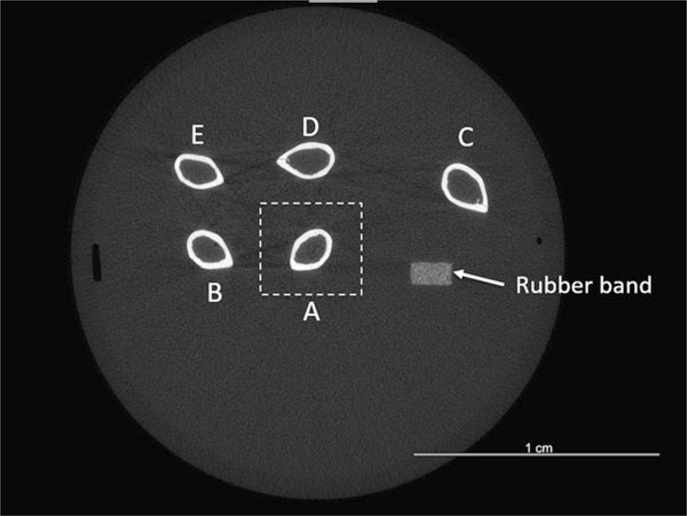 Fig. 19