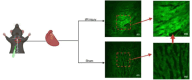 Figure 56