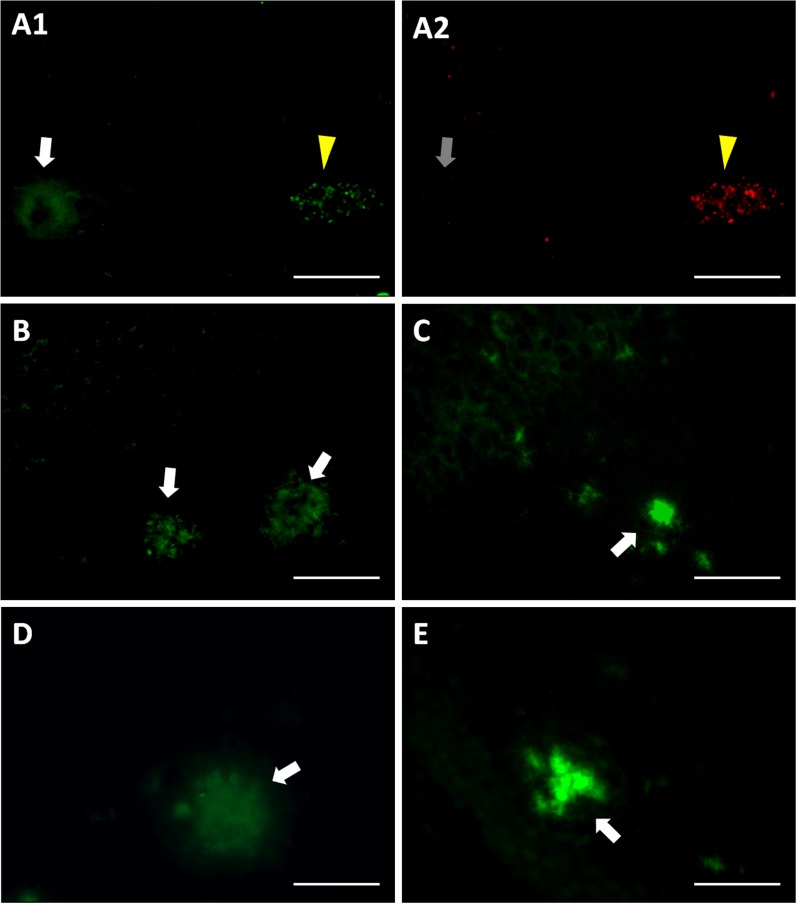 Fig. 7