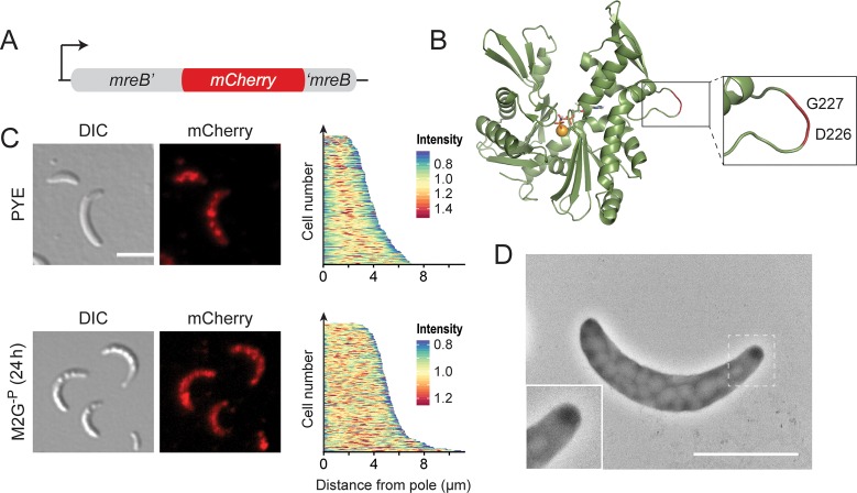 Fig 13