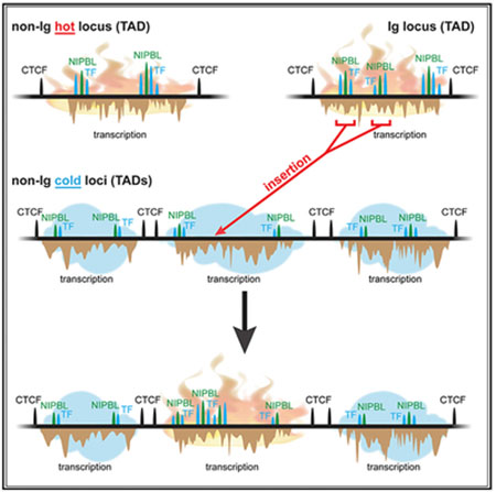 graphic file with name nihms-1547106-f0008.jpg