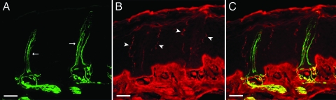 Fig. 5.