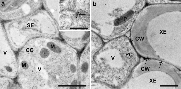 Fig. 5