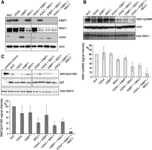 Fig. 2