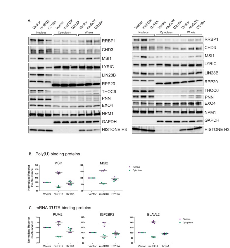 Figure 1—figure supplement 1.