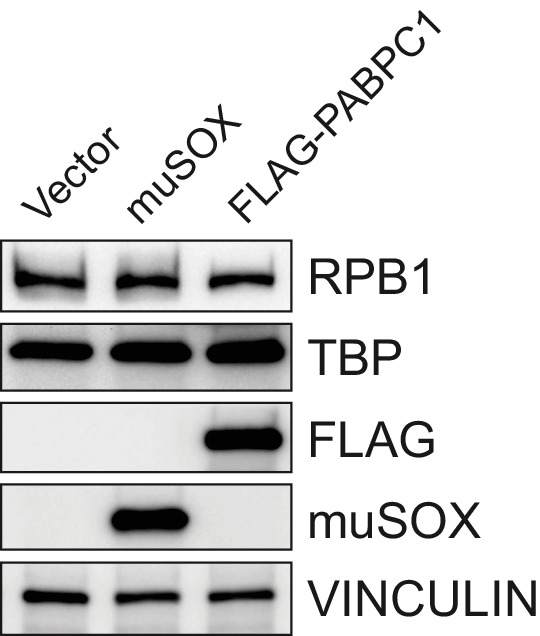 Figure 6—figure supplement 1.