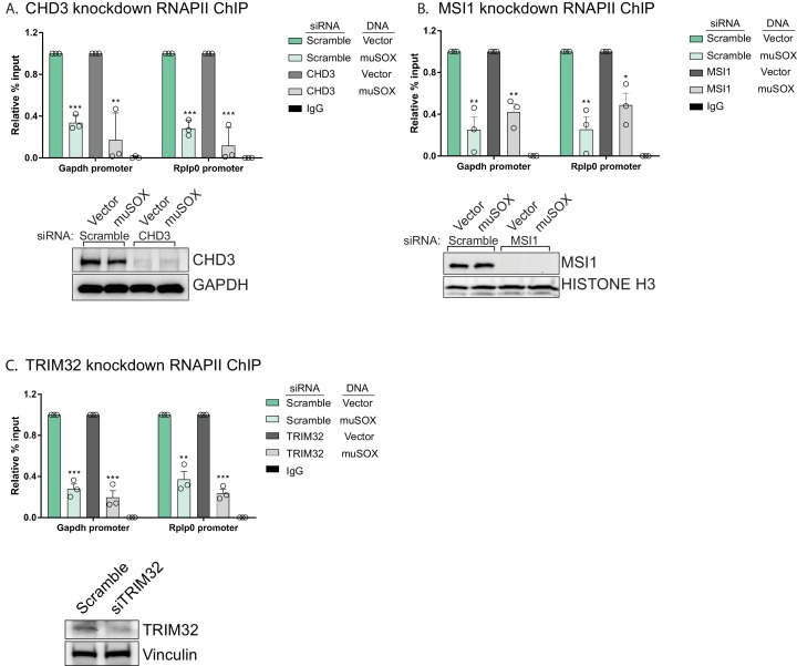 Figure 5—figure supplement 1.