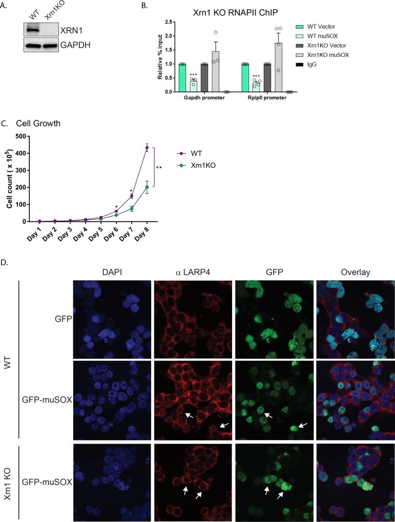 Figure 2—figure supplement 1.