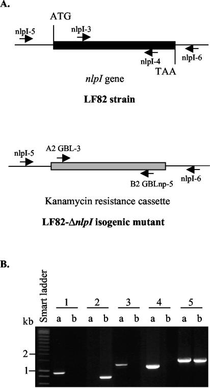 FIG. 1.