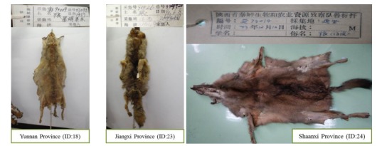 Specimens originating from Yunnan Province (upper left, ID 18 in <xref ref-type="table" rid="T2-ZoolRes-37-6-315">Table 2</xref>), Jiangxi Province (upper right, ID 23 in <xref ref-type="table" rid="T2-ZoolRes-37-6-315">Table 2</xref>) and Shaanxi Province (ID 24 in <xref ref-type="table" rid="T2-ZoolRes-37-6-315">Table 2</xref>).