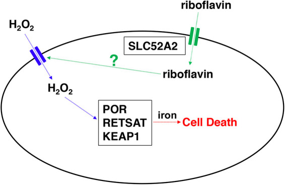 FIG 8