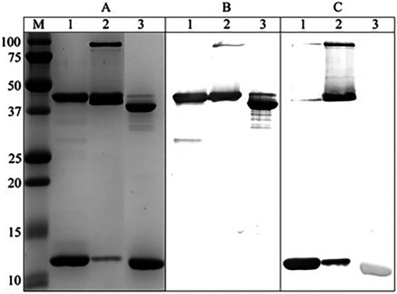 FIG 1