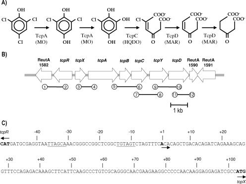 FIG. 1.