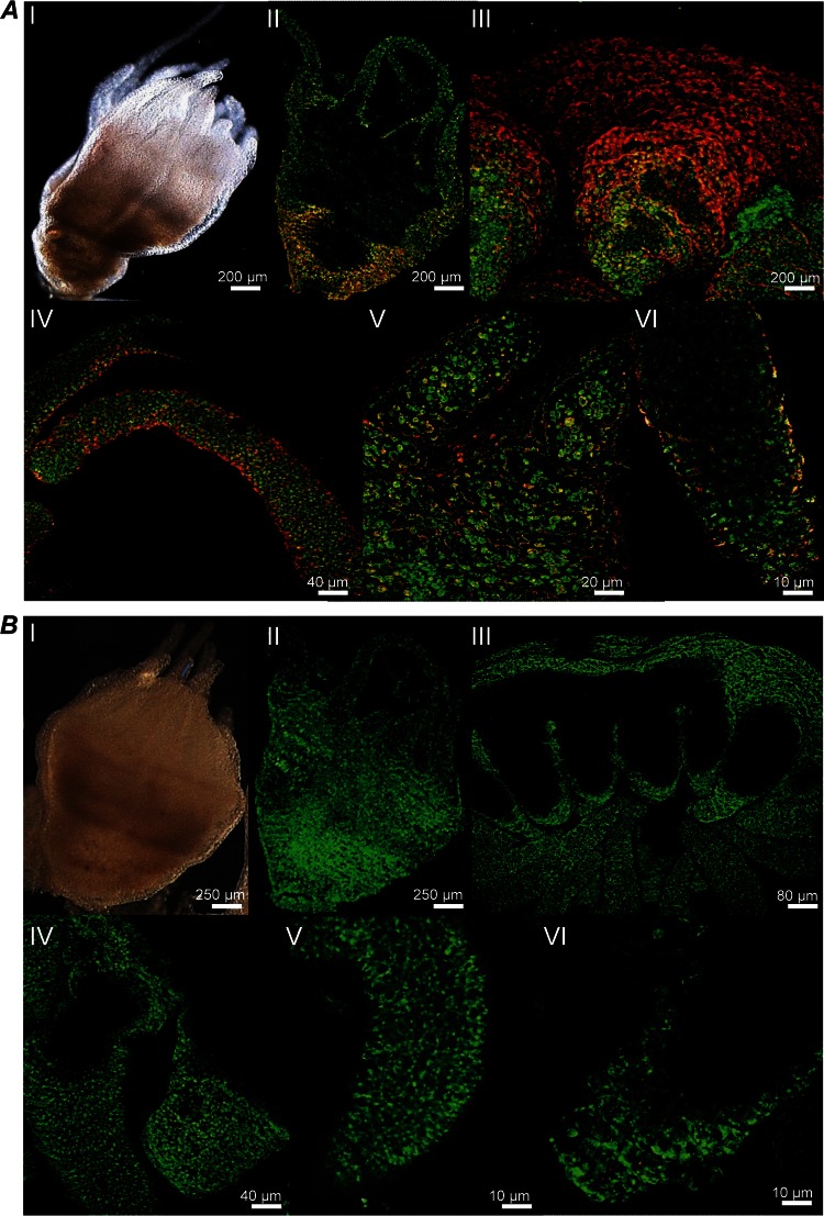 FIG 1