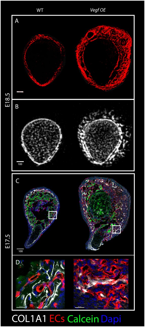 Fig. 10.