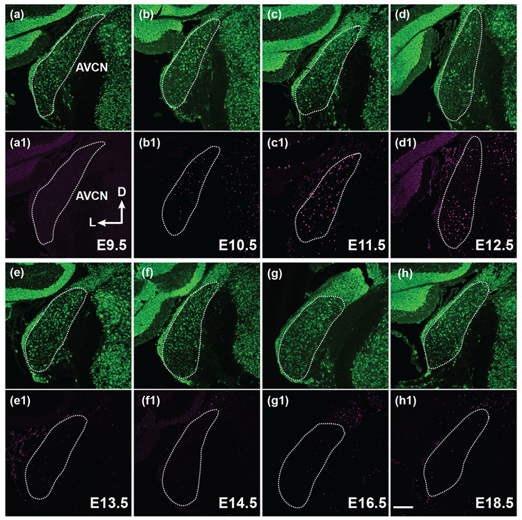 FIGURE 4