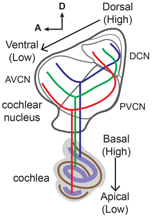 FIGURE 1