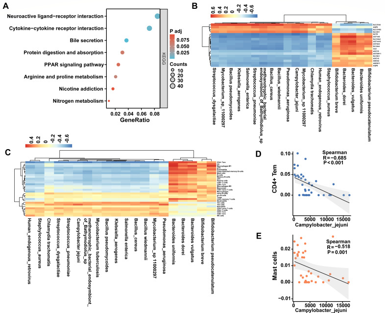 Bubble plot depicts enriched KEGG pathways. Heatmaps depict microbial and gene expression profiles. Scatterplots depict negative correlations between Campylobacter jejuni abundance and CD4+ Tem, mast cell fractions.