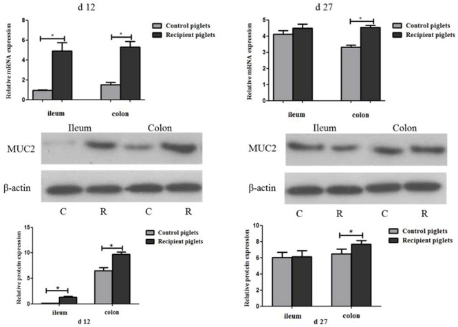 FIGURE 11