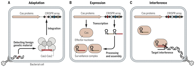 Figure 1 -