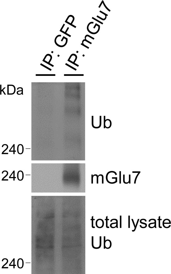 Figure 1—figure supplement 1.