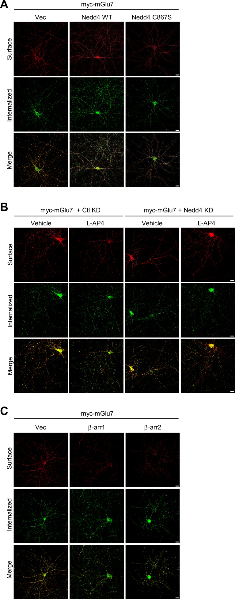 Figure 5—figure supplement 2.