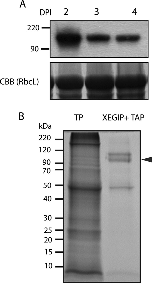 Fig. 5.