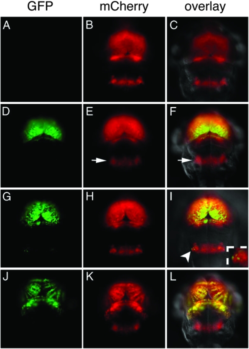 Figure 4.—