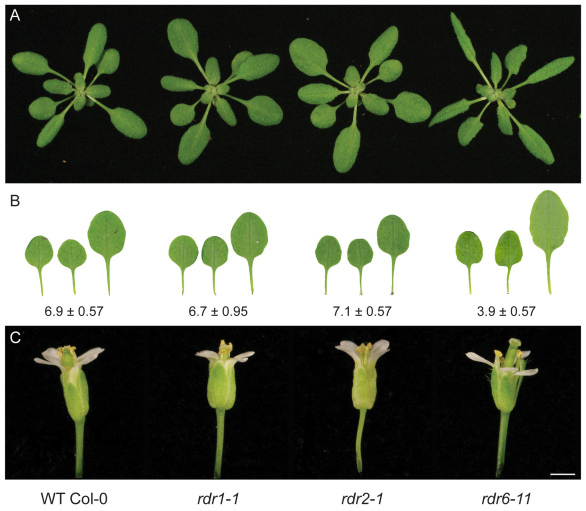 Figure 5.