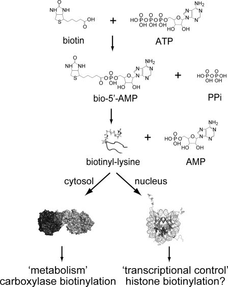 FIGURE 1.