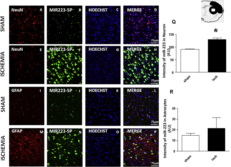 Figure 4