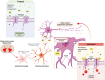 Graphical Abstract