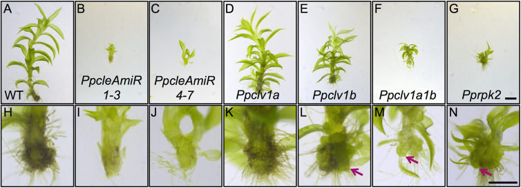 Figure 4