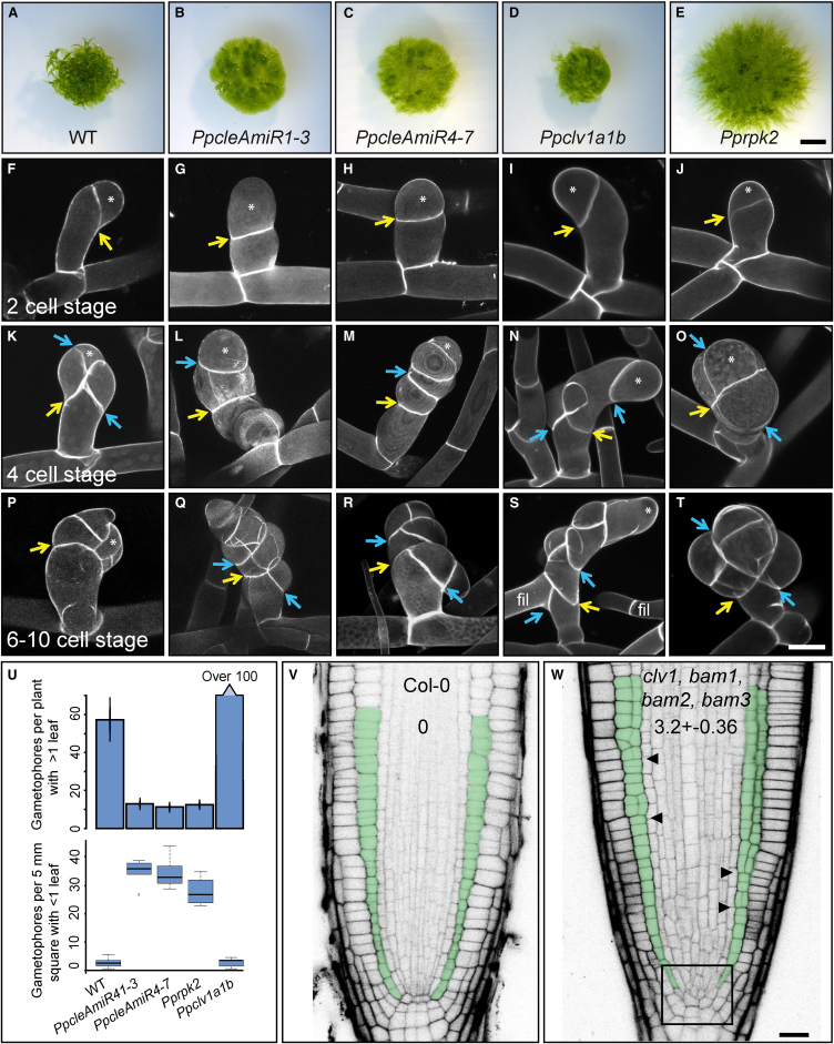 Figure 3