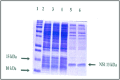 [Table/Fig-4]: