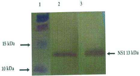 [Table/Fig-5]: