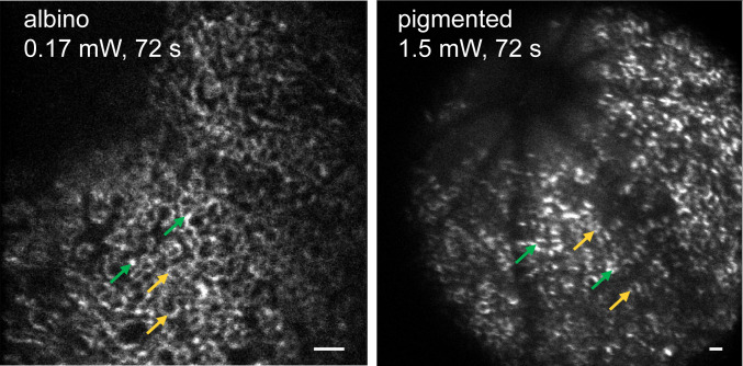 Fig. 6.