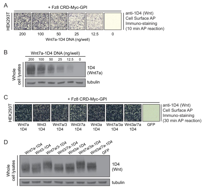 Figure 2—figure supplement 1.