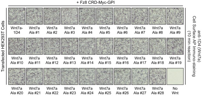 Figure 2—figure supplement 3.