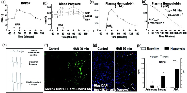 Experimental Intravascular Hemolysis Induces Hemodynamic And 