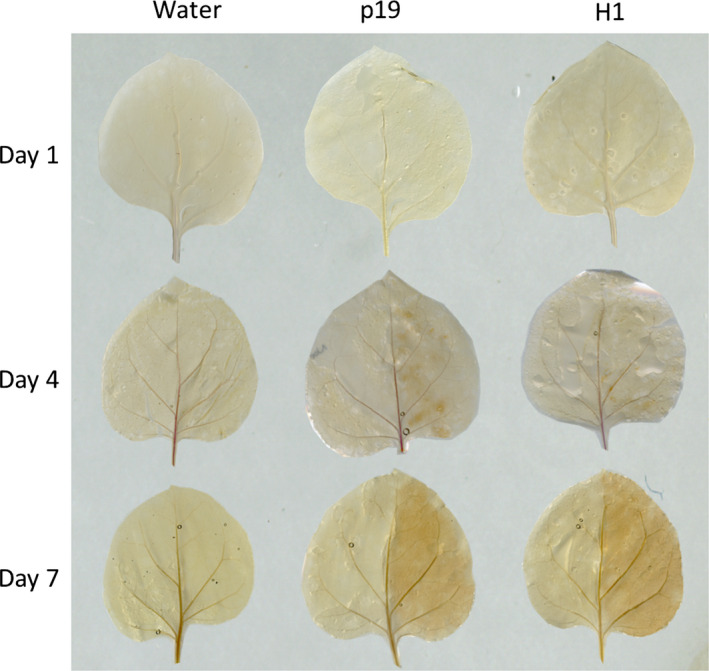 Figure 6