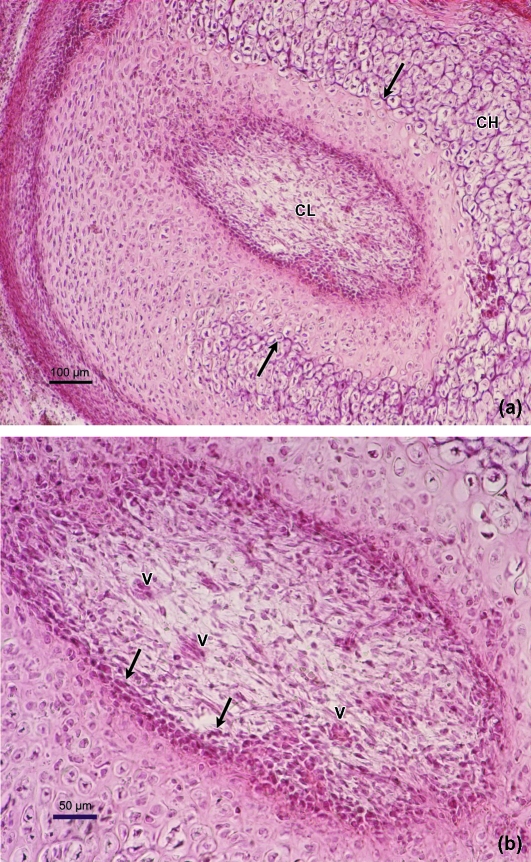 Fig. 9