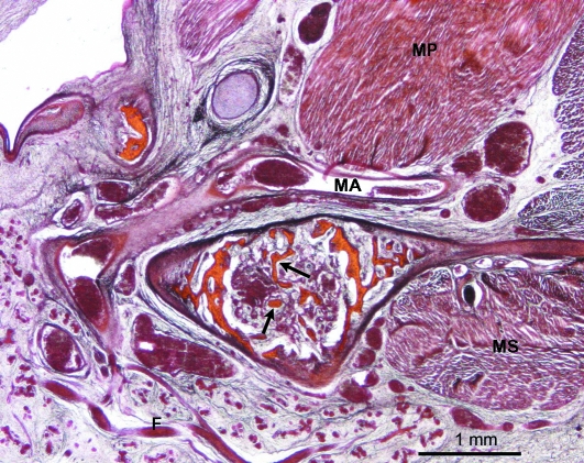 Fig. 13