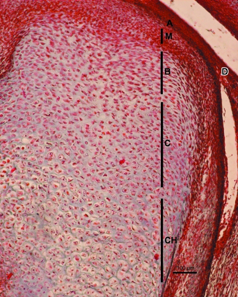 Fig. 11