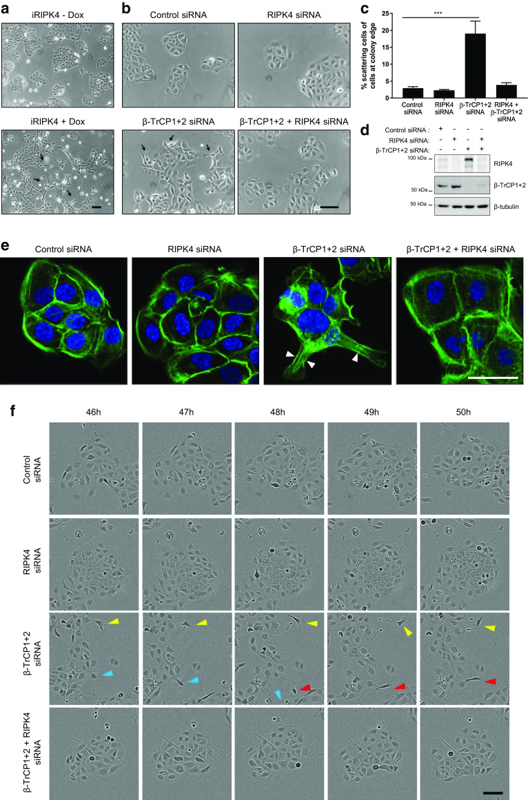 Fig. 6