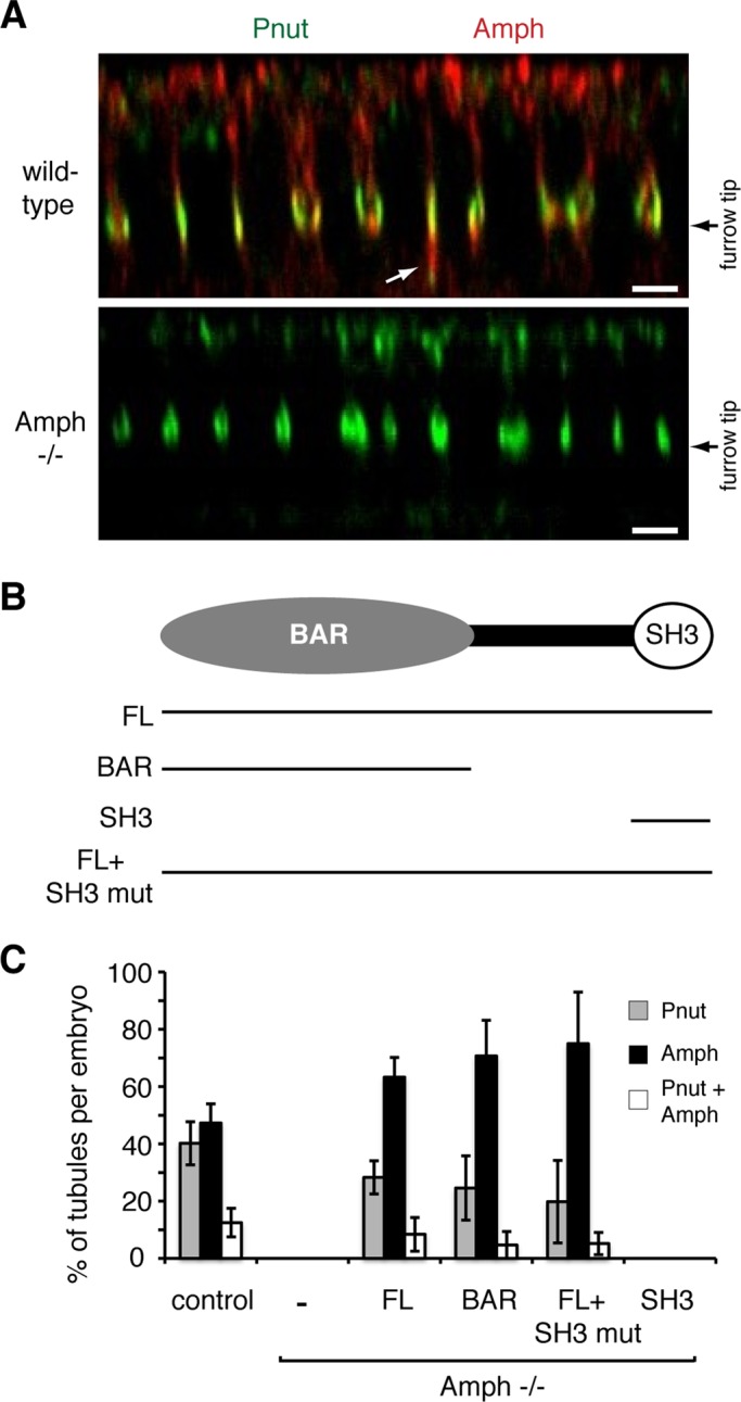 FIGURE 6: