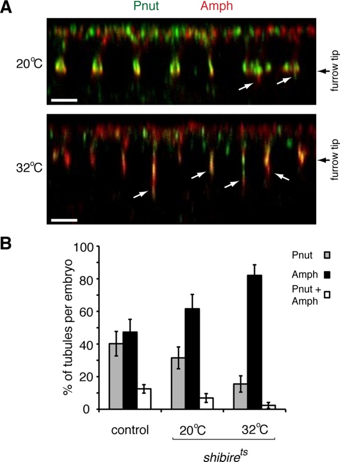 FIGURE 5: