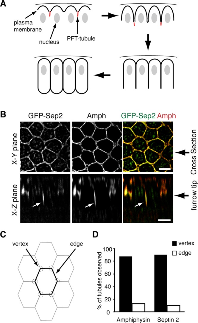 FIGURE 1: